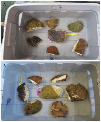 Variable Species Responses to Experimental Stony Coral Tissue Loss Disease (SCTLD) Exposure